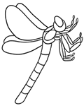 dragonfly coloring page