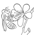 bee coloring page