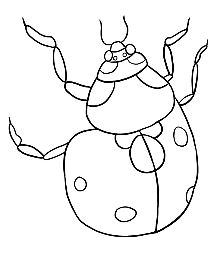 ladybug