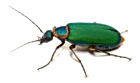 a beetle