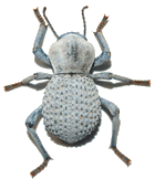 a beetle