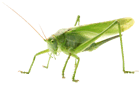 a grasshopper