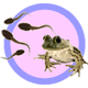grow-a-frog kits