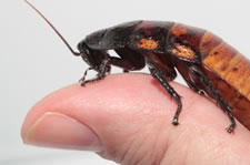 Hissing cockroach on a thumb