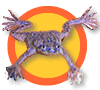 pet dwarf frogs