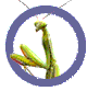 pet mantis kits