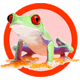 pet frog kits