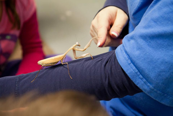 Mantis Shaking Hands