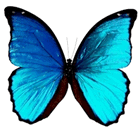a morpho butterfly