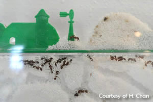 Harvester Ant colony – Giant 8 foot Ant Farm!