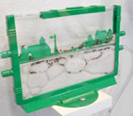 Harvester Ant colony – Giant 8 foot Ant Farm!