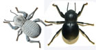 Blue Death-Feigning Beetles