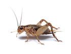 Cricket