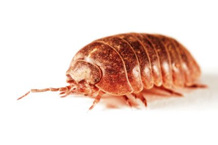 Orange Roly-Poly
