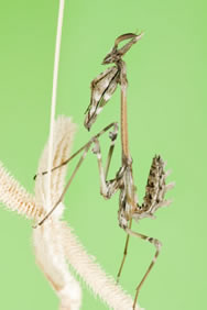 Violin (Alien) Mantis