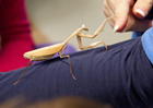  Mantis shaking hands with touch-a-bug teacher Ms. Dawn