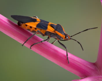 Milkweed Bug