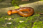 Giant Millipede