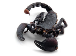 Emperor Scorpion