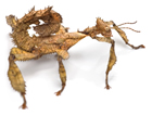 Australian Spiney Stick insect