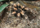 Golden Knee Chaco Tarantula