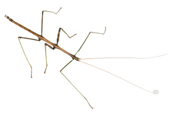 Indian Walking Stick