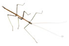 Indian Walking Stick