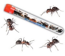 Ant Farm Ants: Live Red Harvester Ants