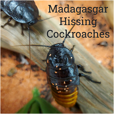 Hissing Cockroaches Banner
