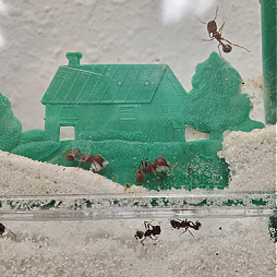 Ant farmers hard at work
