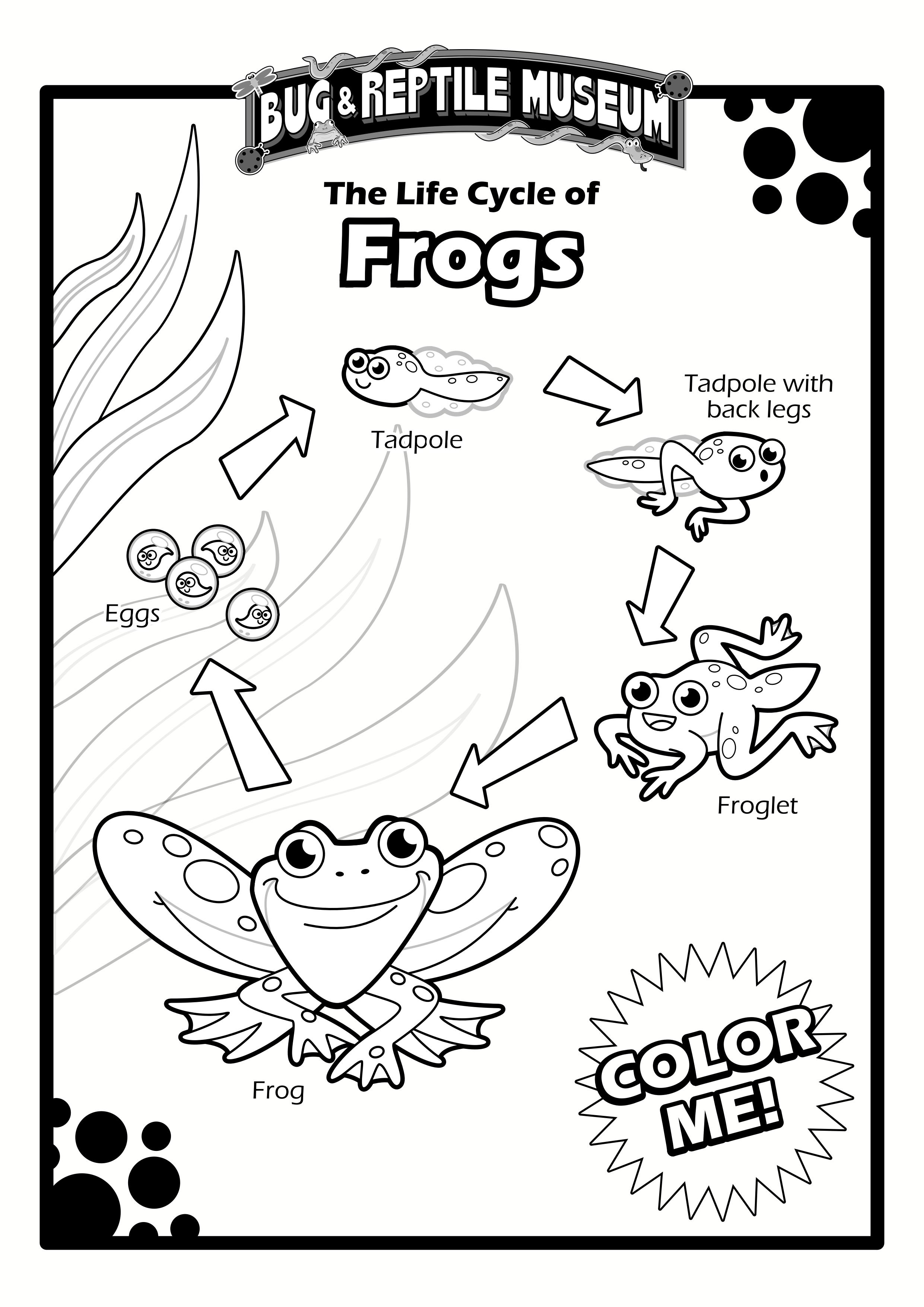 color museum frog cycle