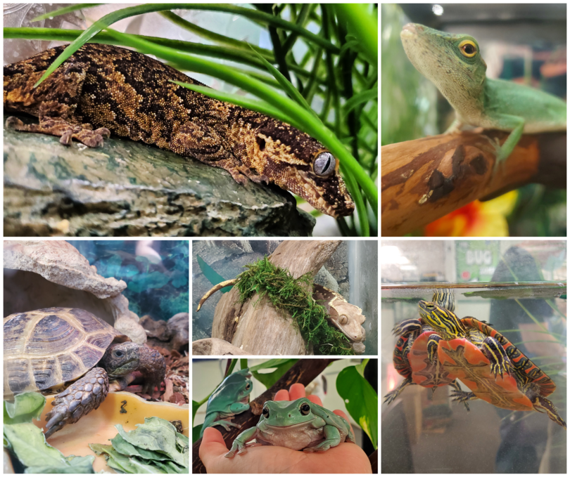 Come see all our reptile friends!
